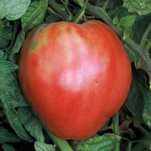 Hungarian Heart Tomato Seeds Organic Gardening Fresh USA Shipping - £6.44 GBP