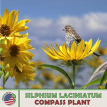 FA Store 10 Compass Plant Seeds Silphium Laciniatum Native Wildflower - £8.01 GBP