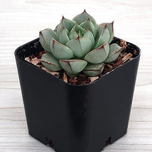 Succulent Live Plant - Echeveria Fabiola - In 2&quot; Pot - $124.22 MXN