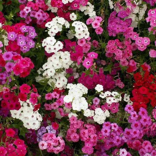 Fresh Phlox Tall Mix 18&quot;&quot; Pink White Red Flowers Spring Heirloom Pure No... - £8.62 GBP