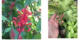 5” Tall firespike Fire Spike PLANT Odontonema Red flower hummingbird Butterfly - £21.62 GBP
