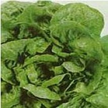 Big Boston Lettuce Seeds Fresh Seeds USA - $12.80