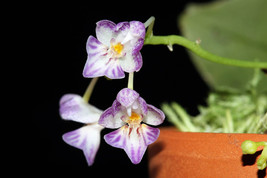 PHALAENOPSIS APPENDICULATA MINIATURE ORCHID MOUNTED - $65.00