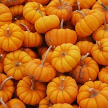 Jack Be Little Pumpkin Seeds 15 Miniature Mini Tiny New Fresh US Shipping - $88.74 MXN