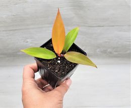 3&quot; Pot Philodendron Prince of Orange -Philodendron red king, Well Rooted - £20.76 GBP
