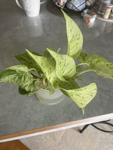 6 ROOTED POTHOS CUTTINGS (LOST TAG) - $14.85