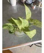 6 ROOTED POTHOS CUTTINGS (LOST TAG) - $14.85