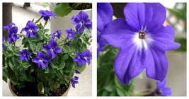 BROWALLIA Amethyst Flower / Bush Violet Flower Seeds 300 pcs Seeds - £22.71 GBP