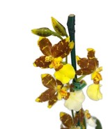 Oncidium Golden Afternoon Orchid NBS. An easy care orchid! Popular both ... - €25,83 EUR