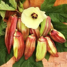 Okra Seeds - Hill Country Red - Vegetable Seeds - Outdoor Living - Free Shippng - £22.37 GBP