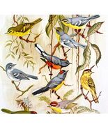 American Warblers 1957 Lithograph Bird Art Print John H Dick #1 DWDD4 - $909.70 MXN