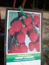 Heritage Raspberry 1 Gal. Live Plant Nutritious Health Plants Sweet Rasp... - $48.45
