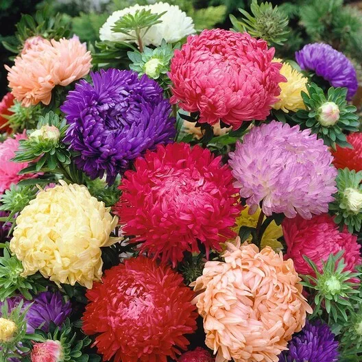 Aster Peony Duchess Mixed Colors 200 Seeds Non-GMO - £7.13 GBP