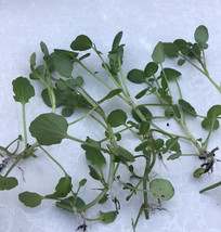 10 Pcs Fresh Watercress Cutting With Roots Live Vegetables Ready To Plan... - £35.03 GBP