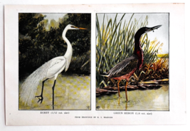 1927 Egret And Green Heron Bird Art Plate Color Book Print Wildlife Vint... - $379.80 MXN