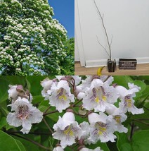 12-18&quot; Tall Northern Catalpa Tree Live Plant Quart Pot Catalpa speciosa - $67.90