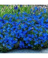 25 Bright Blue Alyssum Seeds Carpet Flower Sweet Flowers Seed - £7.85 GBP