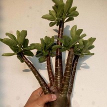 Black Giant Adenium Arabicum (3 Seeds) - Collector&#39;s Grade, Grow Your Ow... - £6.38 GBP