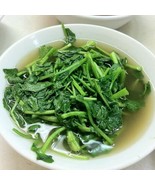 MX True Watercress Seeds Non GMO W Edible Watercress Bulk Seed - $194.68 MXN
