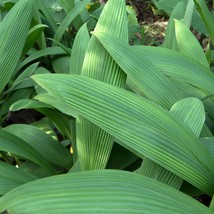 Tropical Seeds 20 Seeds Palm Grass Curculigo Recurvata Molineria Tropica... - $274.06 MXN