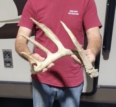 Big Iowa 5 Point Wild Whitetail Deer Shed Antler Taxidermy Cabin Decor - $156.79