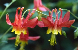 50 Seeds Eastern Red Columbine Aquilegia canadensis Fresh Seeds - $5.58