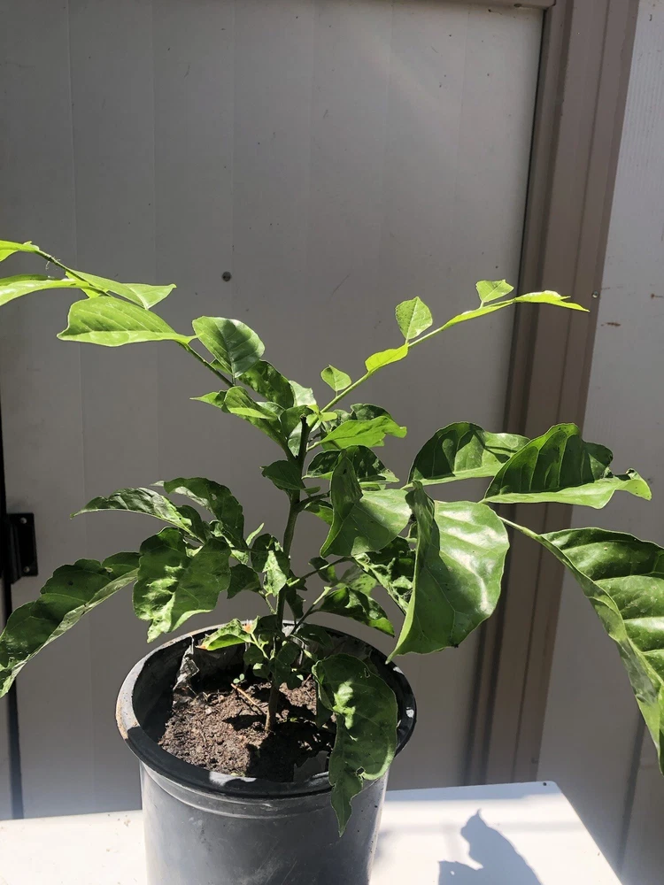 Collectible Wampee Plant 12” Tropical Clausena lansium Seedling Wampi Ha... - €2,74 EUR