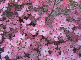5 Flowering Pink Dogwood Cornus Tree Seeds* Easy To Grow - £4.71 GBP