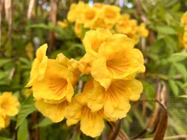 Yellow Bells Tecoma Stans Trumpet Bush 100 Seeds Fresh Gardening - $243.83 MXN