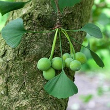 Ginkgo Biloba Tree Seeds (5-Pack) - Grow Your Own Ancient Herbal Plant, Perfect  - £3.17 GBP