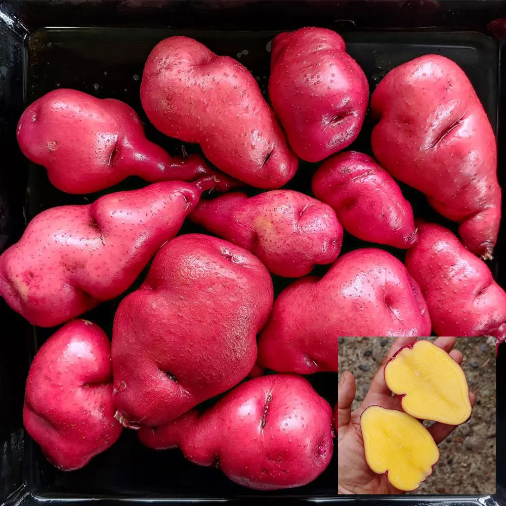 4 Seeds, Gunter Red Potato ZZ-1733 - £31.34 GBP