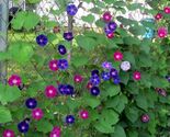 Morning Glory, Tall Mixed Wildflower Seeds, NON-GMO, FREE SHIPPING - $1.97+