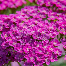 SMR Cerise Queen Yarrow Seeds Fresh Garden - $13.53