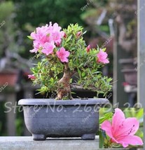 20Pcs Japanese Azalea Rhododendron Azalea Flowers Seeds Pink Flowers Garden USA  - $20.00