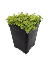 2.5&quot; Pot - Veronica Sunshine Plant - Speedwell - Fairy Garden - living room - £35.16 GBP