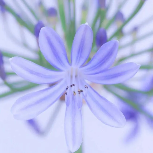 Live Plant Agapanthus Lily of the Nile Agapanthus africanus - $33.98
