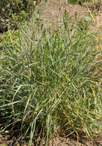 2000 Switchgrass Switch Grass Seeds Dacotah Panicum Virgatum Fresh Garden - $243.64 MXN