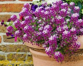 Alyssum Royal Carpet Flower + seeds   From US - £5.54 GBP