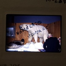 1987 Kodachrome Slide Polar Bear &amp; Seal Museum Display Mounted Vtg 35mm Photo - £7.86 GBP