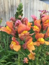 500 seeds Snapdragon tall Orange Rocket Bronze Annual From US - £7.84 GBP