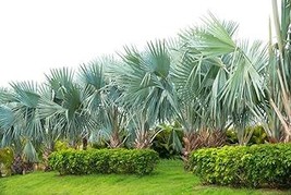 20 Mexican Fan Palm Tree Seeds Washingtonia Robusta Premium Quality Tree... - $19.92