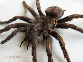 Acanthoscurria Ferina XL  Birdeater Tarantula Real Spider Museum Quality Display - $128.99