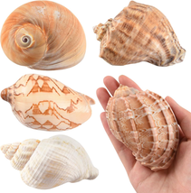 Hermit Crab Shells Large 6Pcs Natural Conch Shell 2.8&quot; - 3.8&quot; Opening 1.... - $18.40
