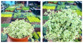 Live Plant - 4&quot; Sedum Little Missy Live Plant - Stonecrop - Variegated - $38.99