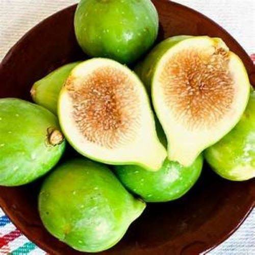 Kadota Fig-Ficus carica - Live Well Rooted STARTER Plant - $17.98