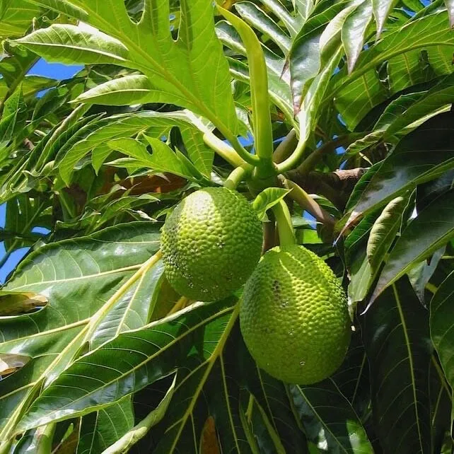 Breadfruit Tropical Live Plant 24 to 36 Inches - £45.15 GBP