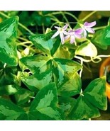 1 Oxalis Regnelli FANNY Bulbs, Outdoor &amp; Indoor Houseplant - $29.95
