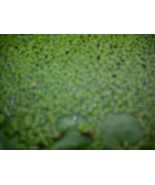 Duckweed aquatic floating plant - $7.00