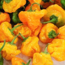 Scotch Bonnet Jamaican Mushroom Hot Pepper Culinary Select Scoville 50000 35000  - $6.98