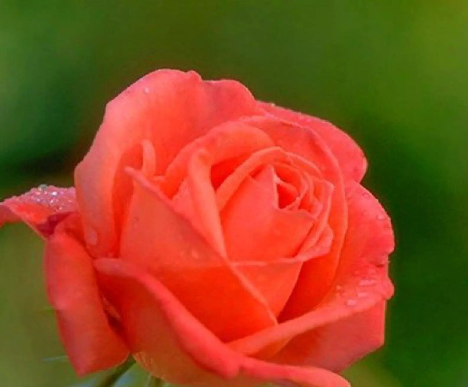 20 SEEDS for CLASSIC CORAL ORANGE RED Rose flower - $13.67